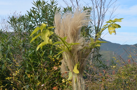 e0135518_123711.jpg