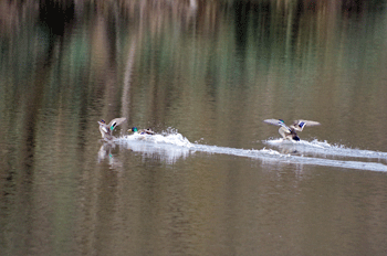 f0232920_1126915.gif