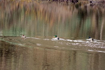 f0232920_11271119.gif