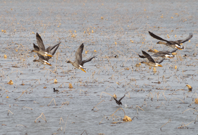f0232920_1133306.gif