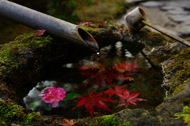 京都 宝泉院 ～紅葉～_d0319222_13151494.jpg