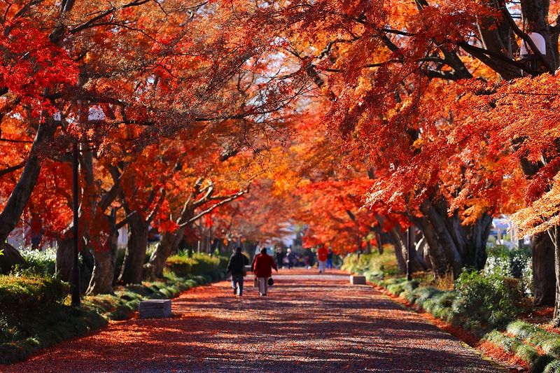 那須塩原市　大山参道（３）_f0229832_945217.jpg