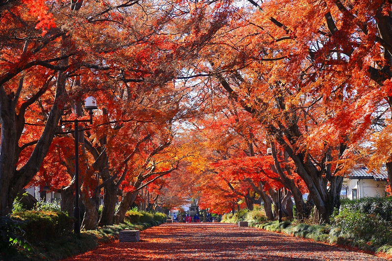 那須塩原市　大山参道（３）_f0229832_9522192.jpg