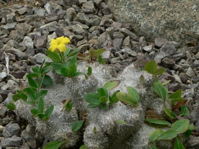 パキポディウム ブレビカウレ 今日の花