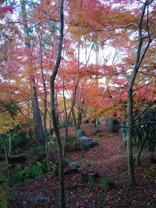 永観堂の紅葉その四_c0135957_1316686.jpg