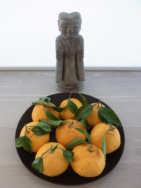 不知火みかん_a0138976_17502316.jpg