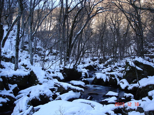 奥入瀬渓流　昨日に比べ雪が少なくなりました _d0165378_16362725.jpg