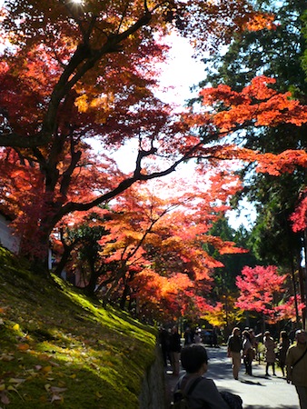 母と紅葉の京都No.3　曼殊院門跡_e0194987_20174686.jpg