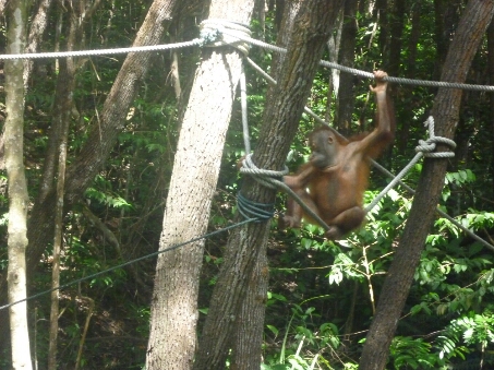 ２０１３年秋　ボルネオ島旅行⑥　～オランウータンウォッチング～_e0205596_14371175.jpg