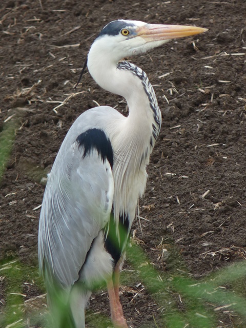 鳥など。_b0025101_22251453.jpg