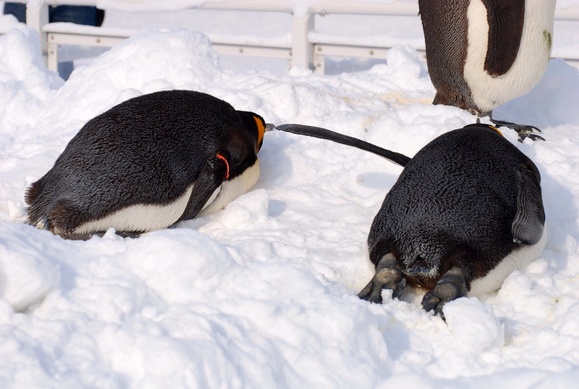 ペンギンのトボガン広場 旭山動物園 Paradizoo 動物園って 楽しいね