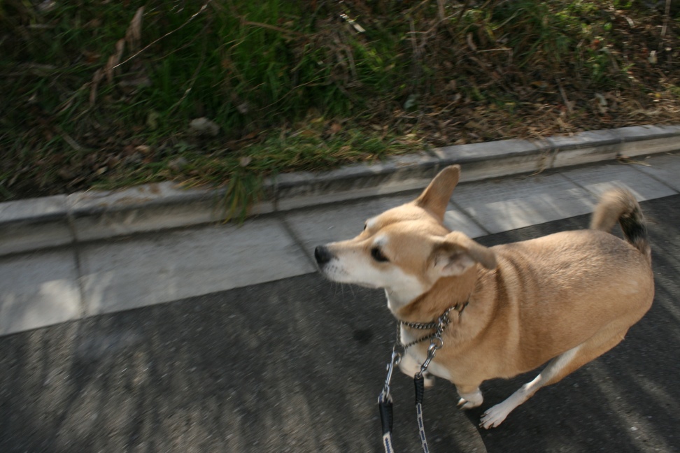 いつも淑やか葵ちゃん_f0242002_21261971.jpg