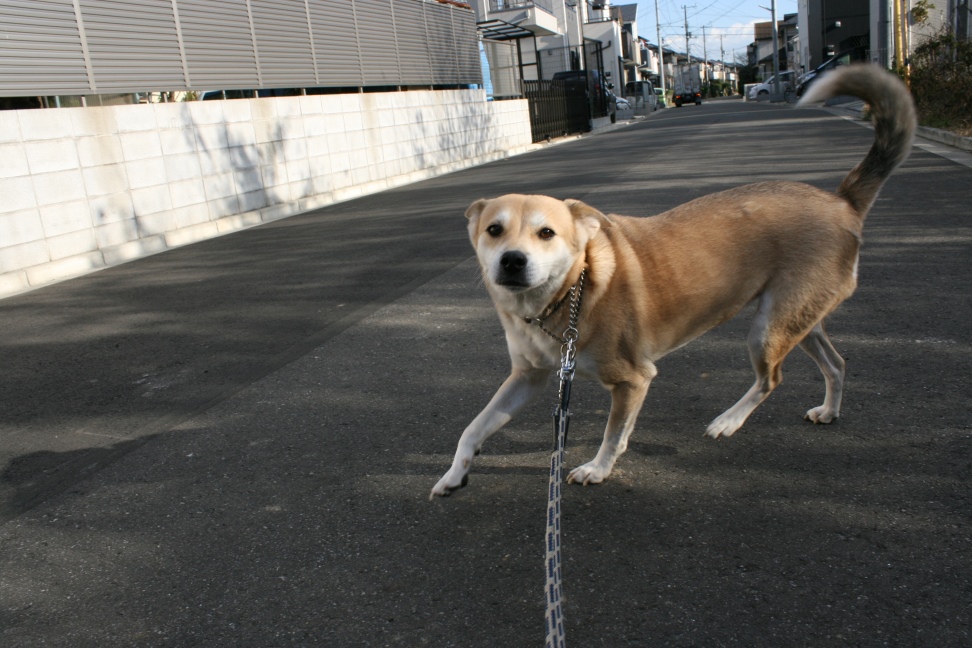 いつも淑やか葵ちゃん_f0242002_21263119.jpg