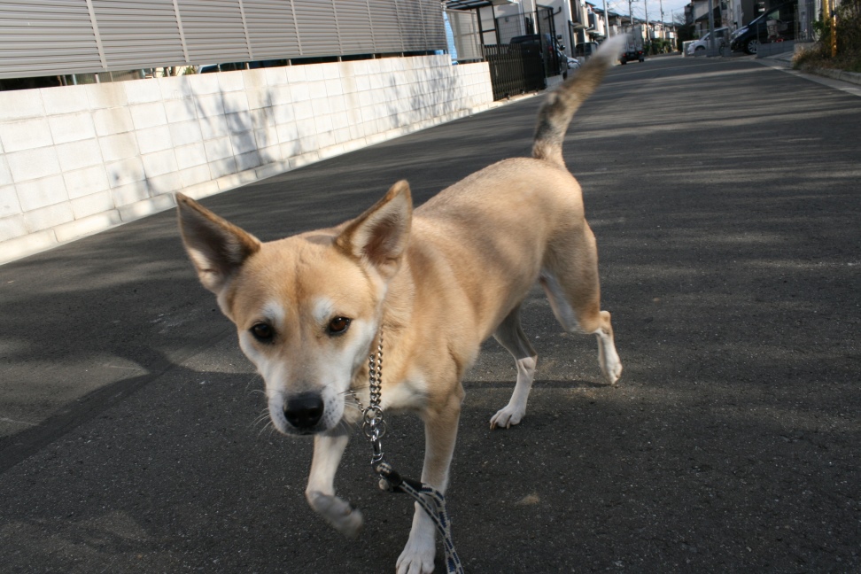いつも淑やか葵ちゃん_f0242002_21264227.jpg