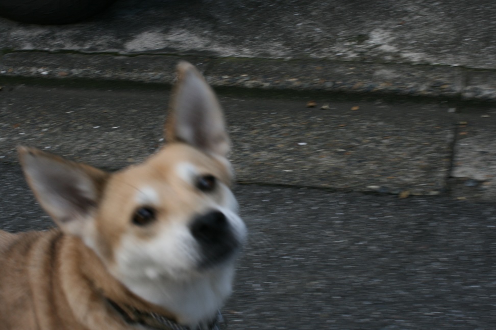 いつも淑やか葵ちゃん_f0242002_21273332.jpg