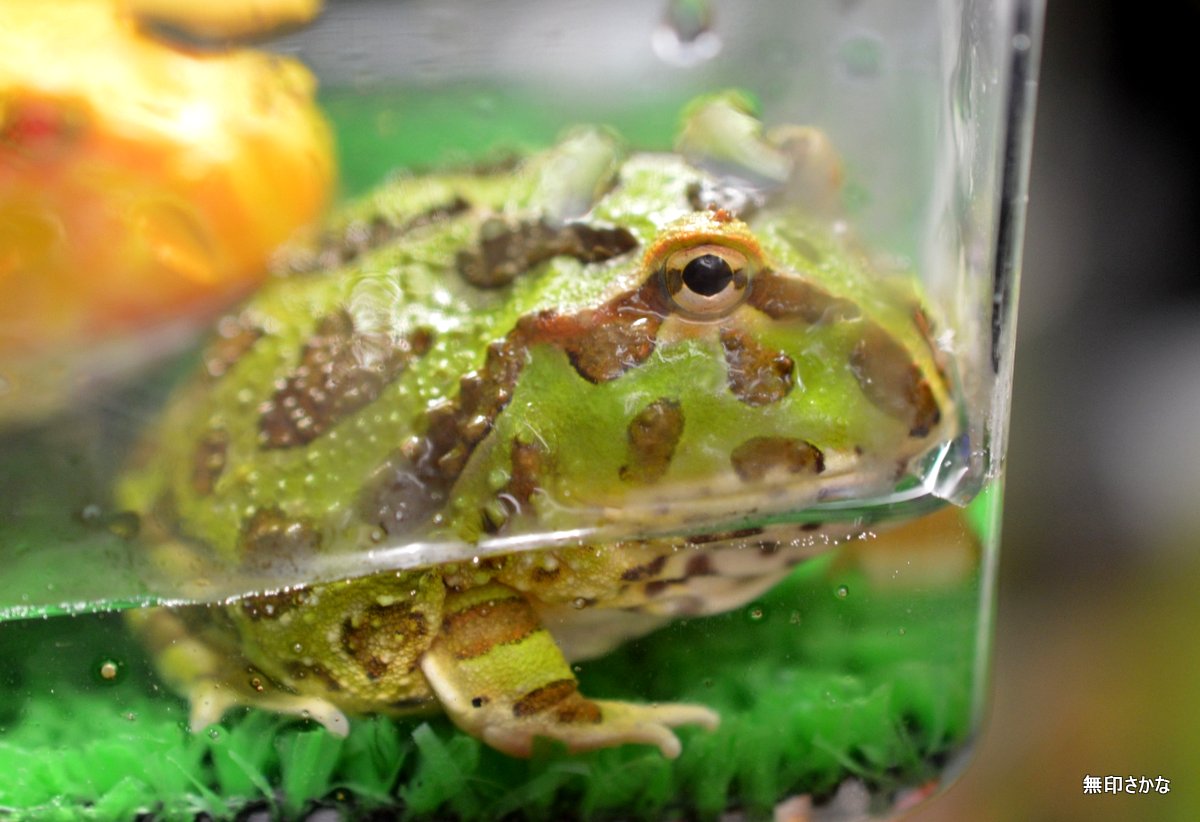 成長はやっ 無印さかな