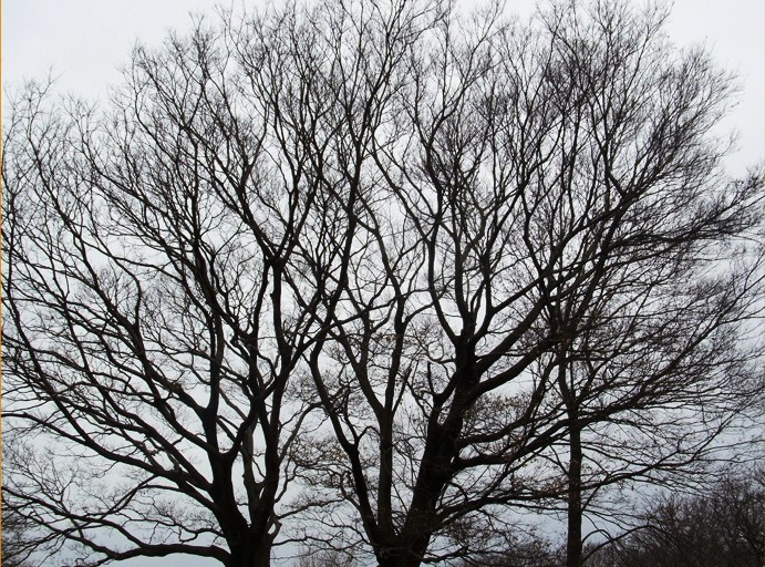 エノキの冬姿 樹木見て歩き