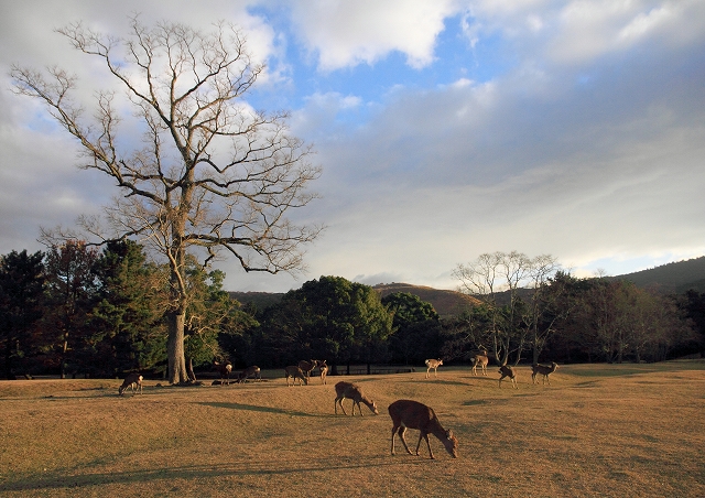 奈良の１１月　　奈良公園_c0014852_1215308.jpg