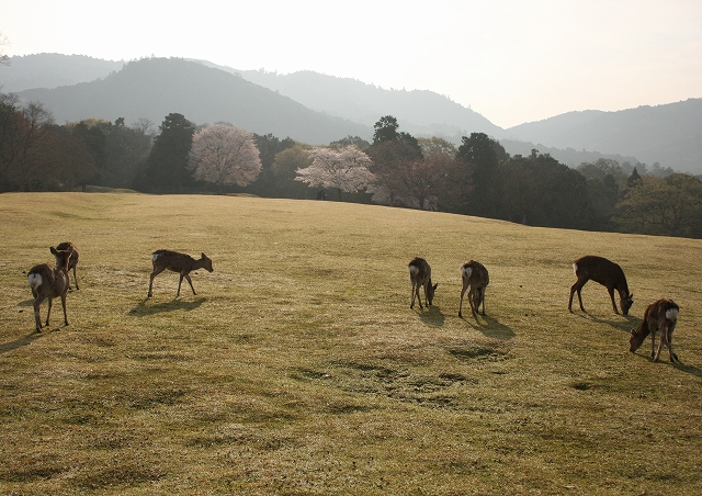 奈良の4月　　飛火野_c0014852_1510549.jpg