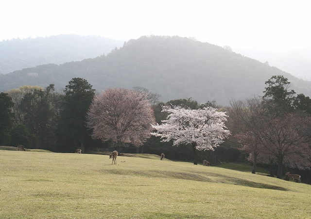 奈良の4月　　飛火野_c0014852_15142792.jpg