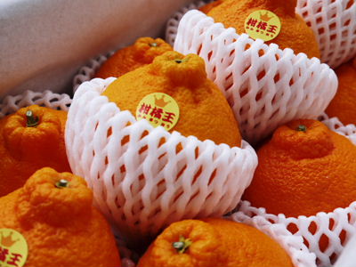 デコポン(肥後ポン) 樹上完熟デコポン『ひのゆたか』予約受付スタート!_a0254656_13255114.jpg