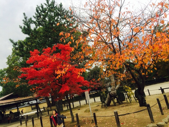 奈良編〜法隆寺〜＊°_f0190756_6513875.jpg