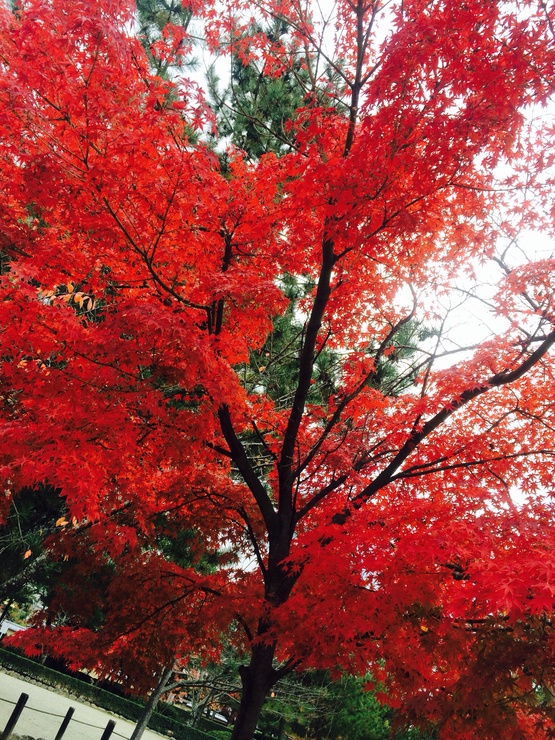 奈良編〜法隆寺〜＊°_f0190756_6523340.jpg