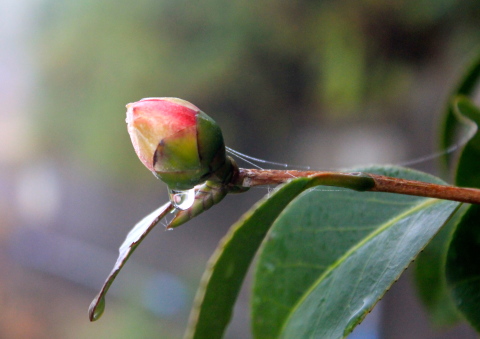 a0248459_19114276.jpg