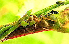 共生 天敵 アリ アブラムシ ナナホシテント ギシギシ 宿主 自然感察 Nature Feeling