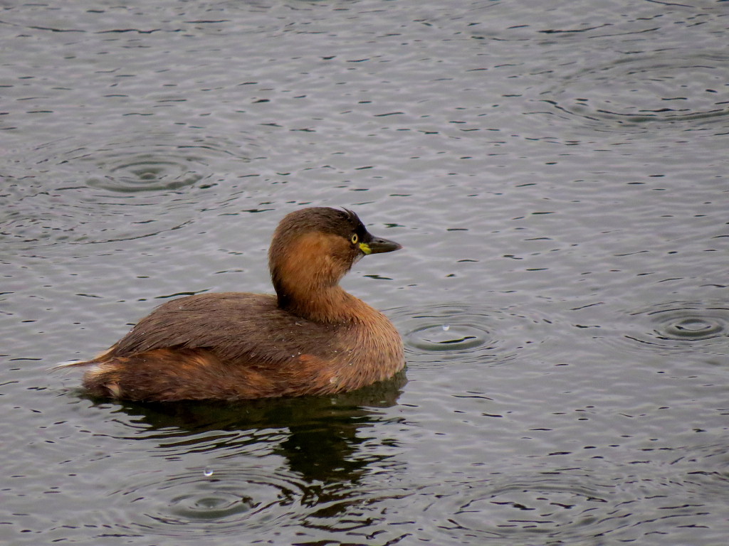 三ツ寺公園の鳥たち～氷雨編～_c0305565_18350293.jpg