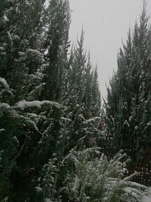 d0252366_75689.jpg