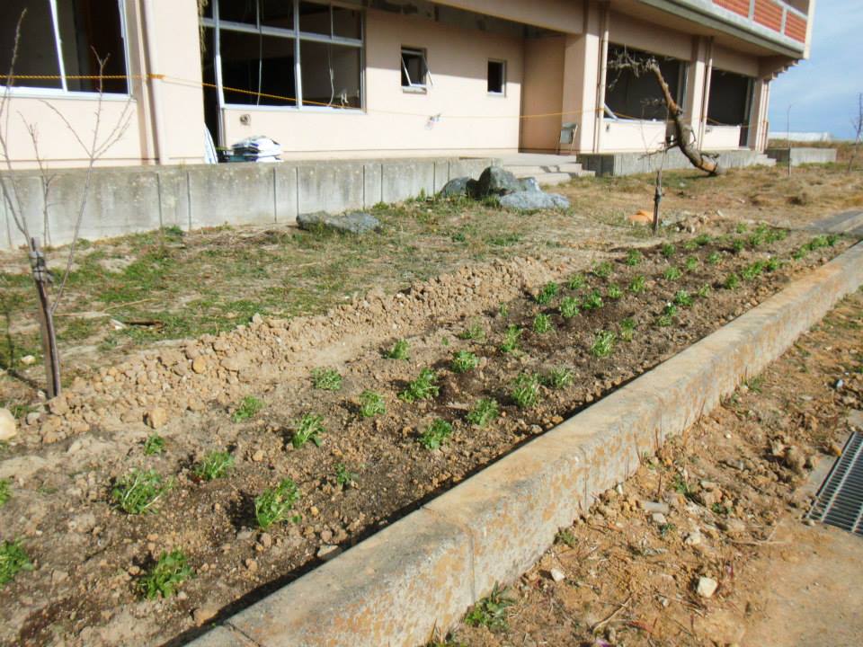 宮城県山元町 山元町坂元公民館_d0259876_2303464.jpg