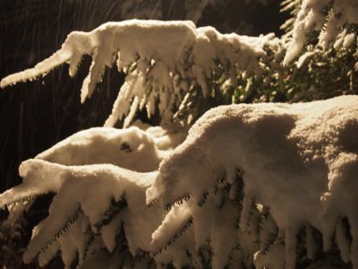 今シーズン初の、本格的な積雪となりました_d0133485_1013154.jpg