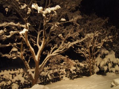 今シーズン初の、本格的な積雪となりました_d0133485_10131745.jpg
