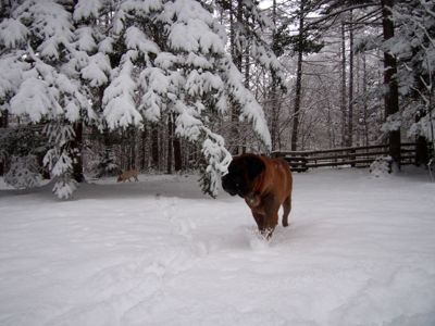 今シーズン初の、本格的な積雪となりました_d0133485_10133019.jpg