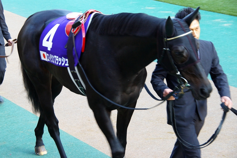 2010年日本ダービー馬 エイシンフラッシュが有馬記念の出走を回避 引退 愛しのサラブレッド写真館 2010年日本ダービー馬 エイシンフラッシュが有馬記念の出走を回避 引退 愛しのサラブレッド写真館