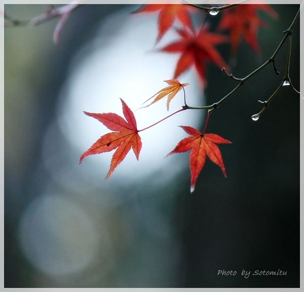 雨の日の紅葉_b0166896_2316180.jpg