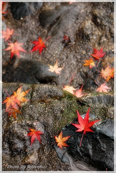 雨の日の紅葉_b0166896_231759.jpg