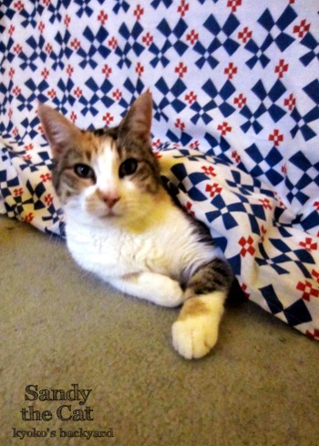 人間同様、コタツでくつろぐ猫_b0253205_0545831.jpg