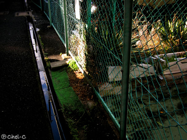 a0154706_6565627.jpg