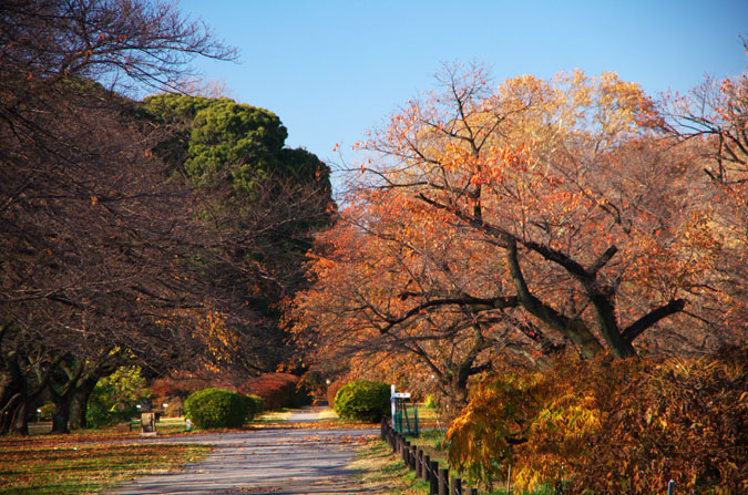 小石川植物園の紅葉_a0263109_10222756.jpg