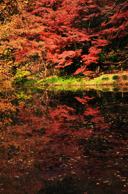 小石川植物園の紅葉_a0263109_1025118.jpg