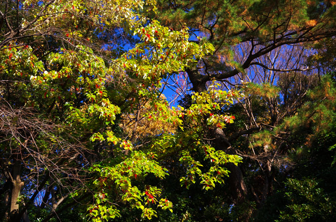 小石川植物園の紅葉_a0263109_10252354.jpg