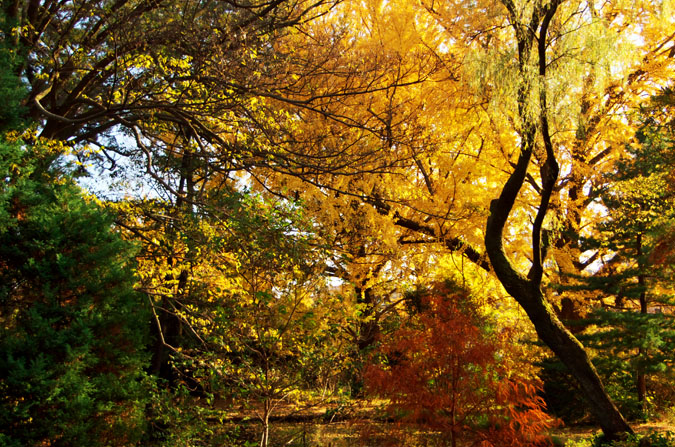 小石川植物園の紅葉_a0263109_10253762.jpg