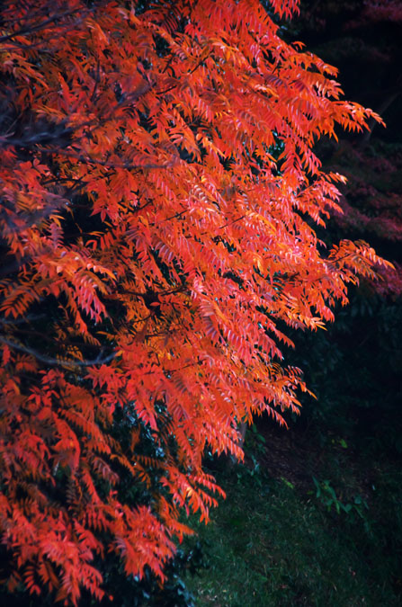 小石川後楽園の紅葉2_a0263109_13112840.jpg