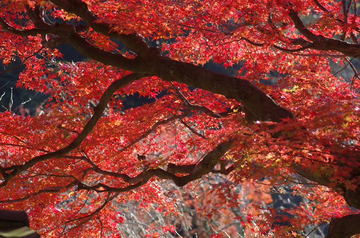 東慶寺　紅葉　２_b0151409_2137350.jpg