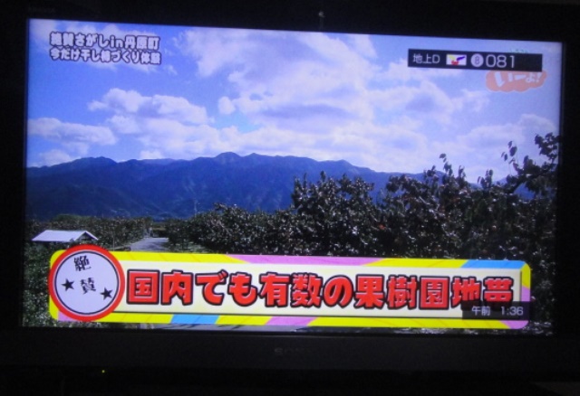 愛宕柿・もぎたて倶楽部・多肉植物の寄せ植・テレビ愛媛放映より_f0231709_1625153.jpg