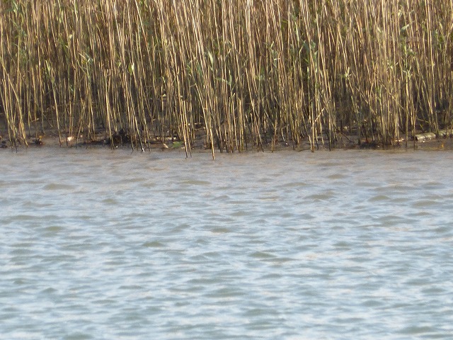 d0037110_1839689.jpg