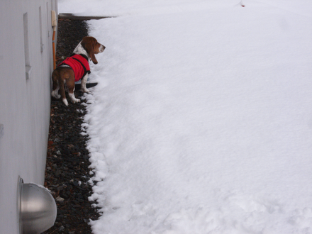 初雪は１８ｃｍ_d0160611_20103988.png