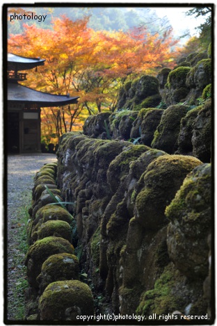 愛宕念仏寺（おだぎねんぶつじ）＠嵐山, Odagi-Nenbutsu-temple@ Arashiyama,Kyoto_b0150520_13145350.jpg